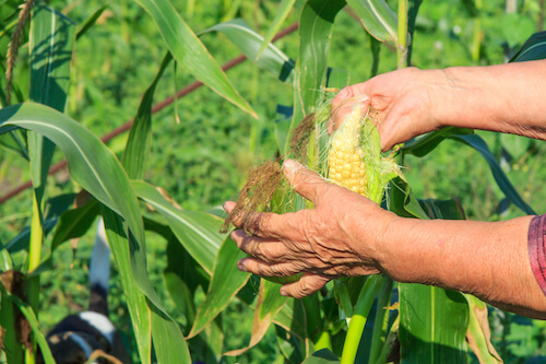 genes del maíz - polen - agricultora de maíz