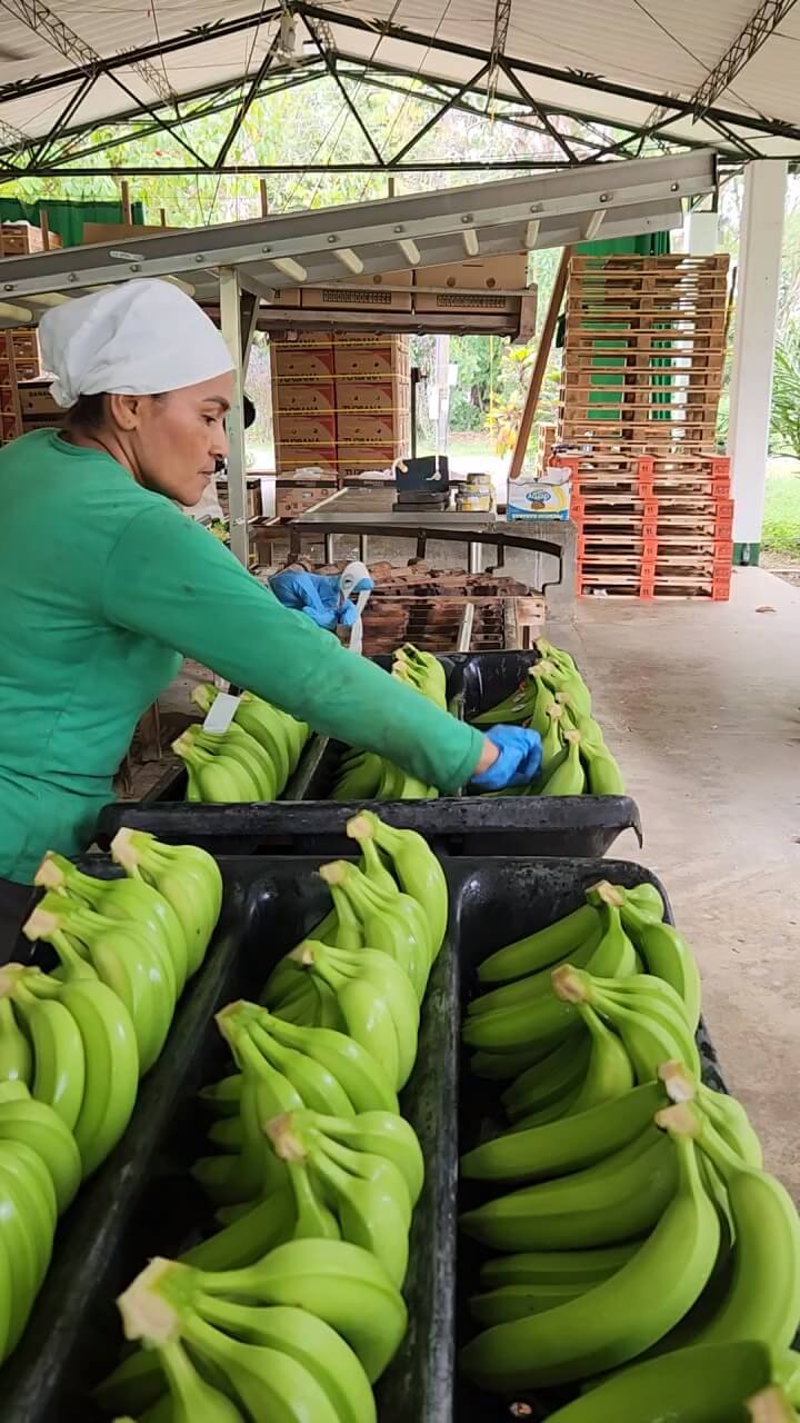 Banano cavendish de exportación en Colombia