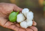picudo de algodón