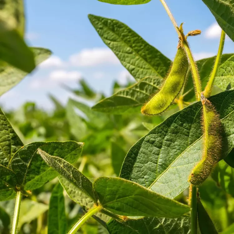 soya resistente, Agro-Bio, editados