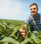 qué es un cultivo genéticamente modificado
