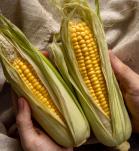 maíz transgénico, agro-bio