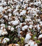 algodón transgénico, transgénicos, Agro-Bio