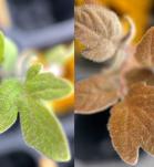 Tomato leaves turn red (right) due to low nitrogen in the soil (Photo Source: Cornell Chronicles)