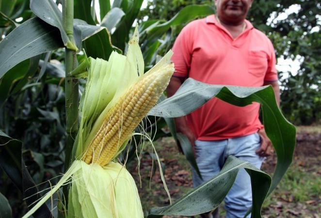 Hombre en un cultivo de maíz