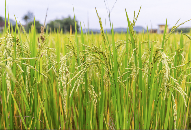 cultivo arroz
