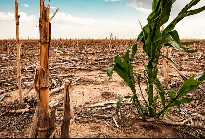 cultivo de maiz en un ambiente de sequia