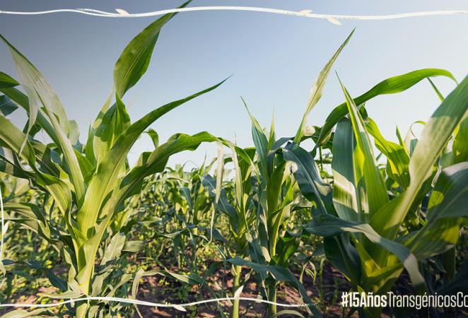 Cultivo en campo