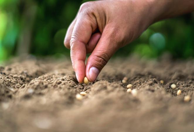 Semillas de Soya y Maíz