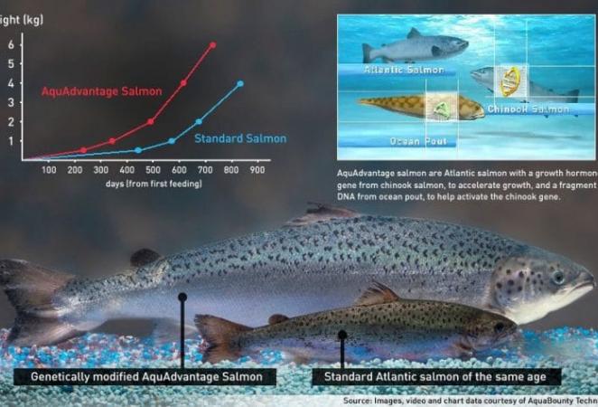 Grafica sobre la diferencia entre un Salmon normal y un Salmon transgenico