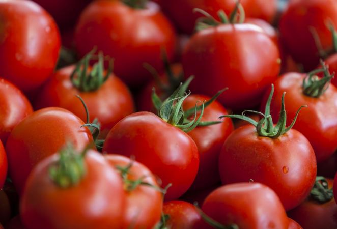 Frutos de Tomate