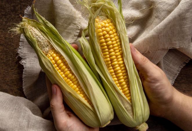 maíz transgénico, agro-bio