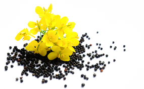 Foto de flor de Canola